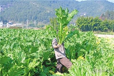 在"梅菜之乡"平远县上举镇文裕村,几乎每户人家都有种芥菜